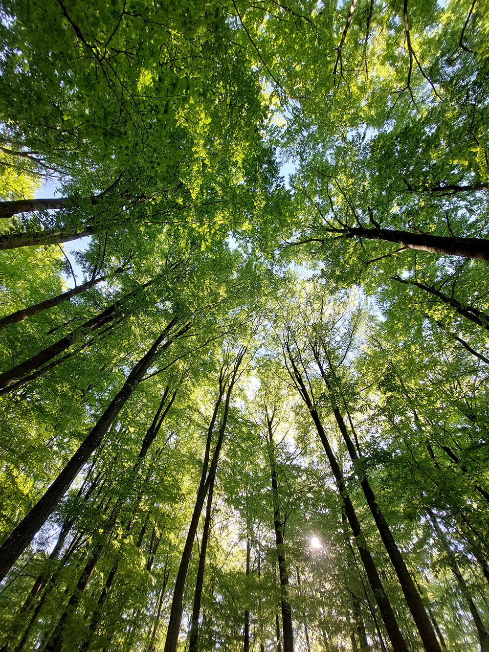 Sunlit forest canopy viewed from below